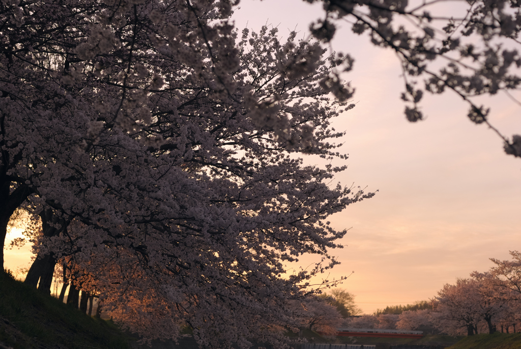 朝日に染まる桃色のカーテン