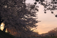 朝日に染まる桃色のカーテン