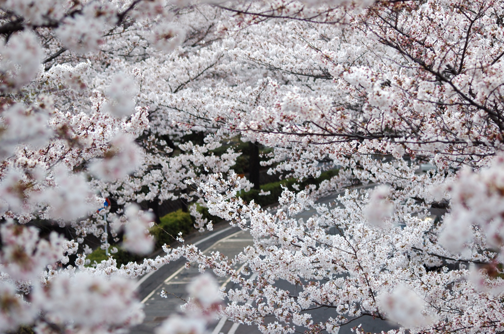 花道