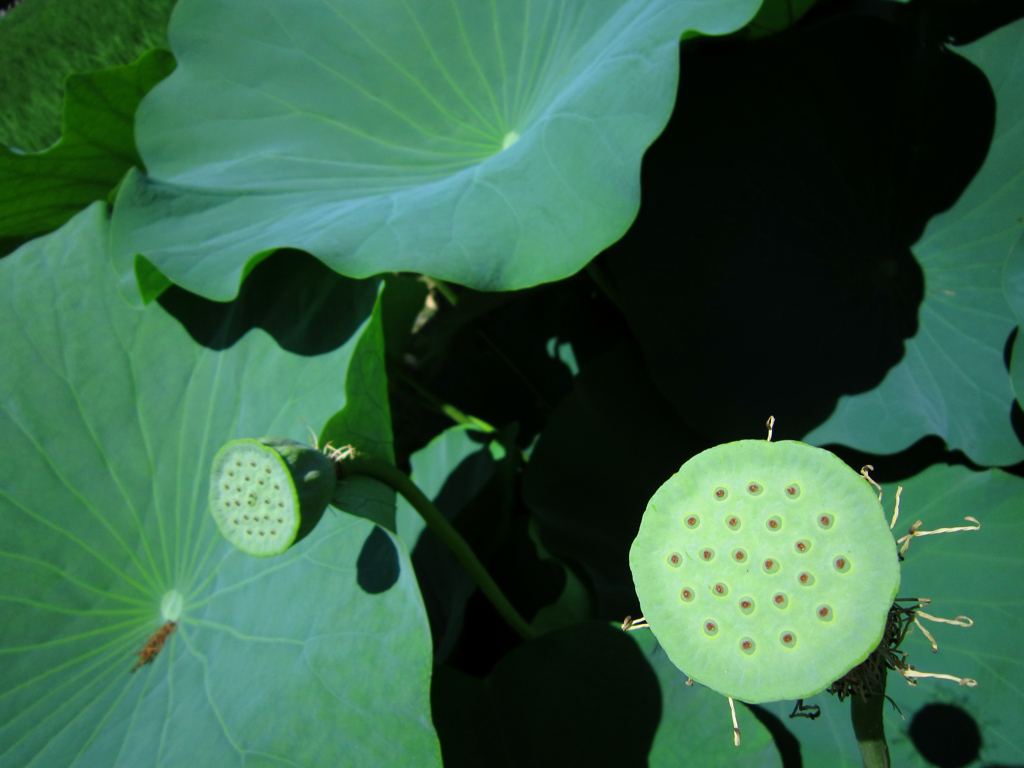 蓮の花が散った真ん中のところ！