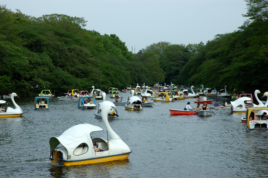 井の頭公園のスワン