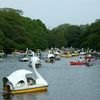 井の頭公園のスワン