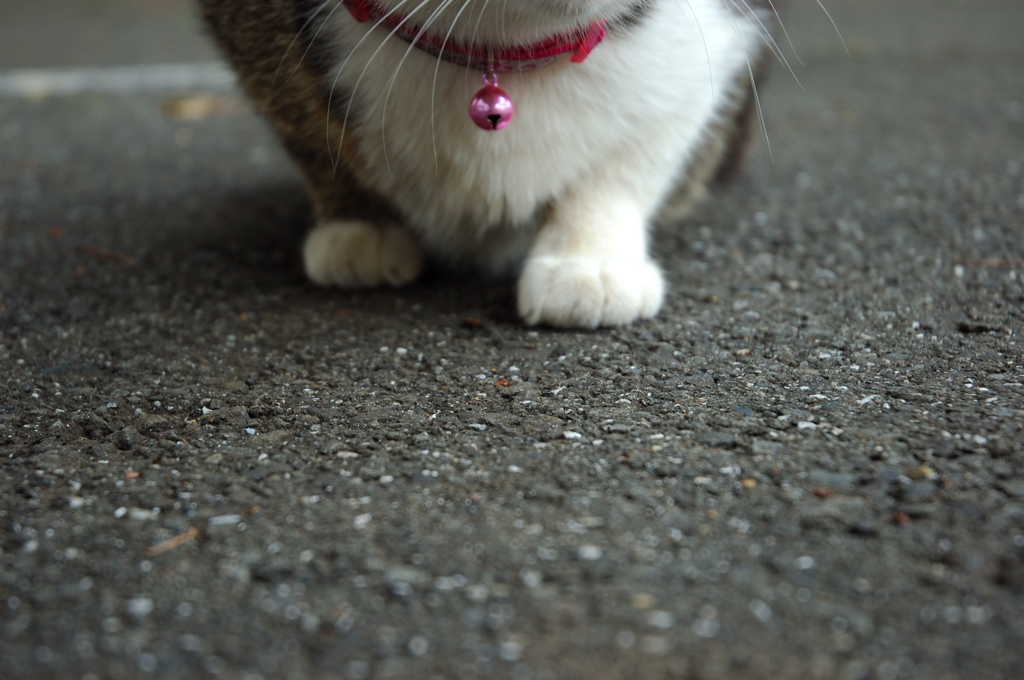 日向ぼっこ