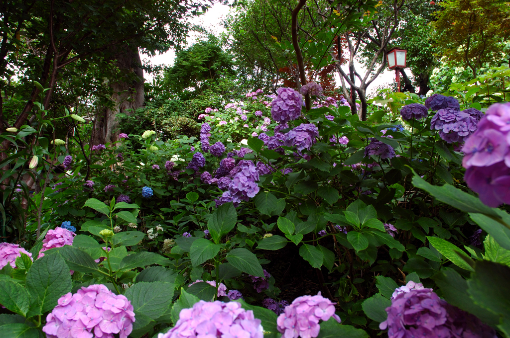 紫陽花