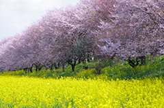 桜舞う菜の花畑