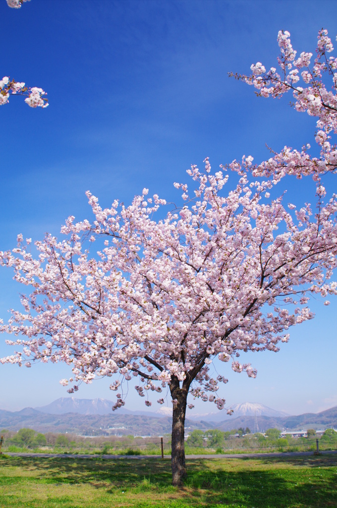 小布施の八重桜