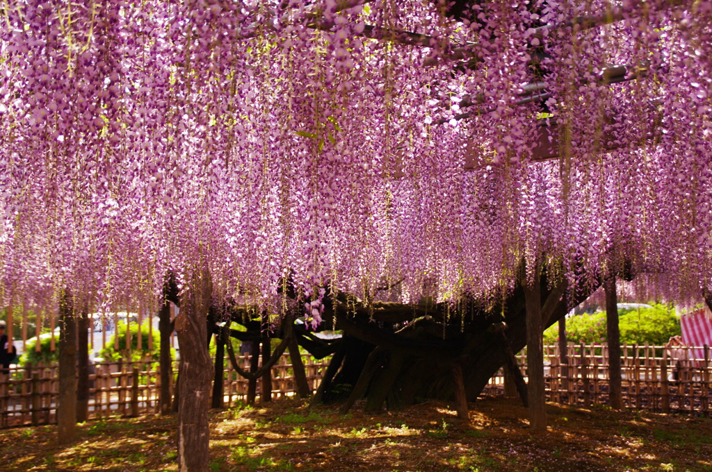 玉敷神社の大藤