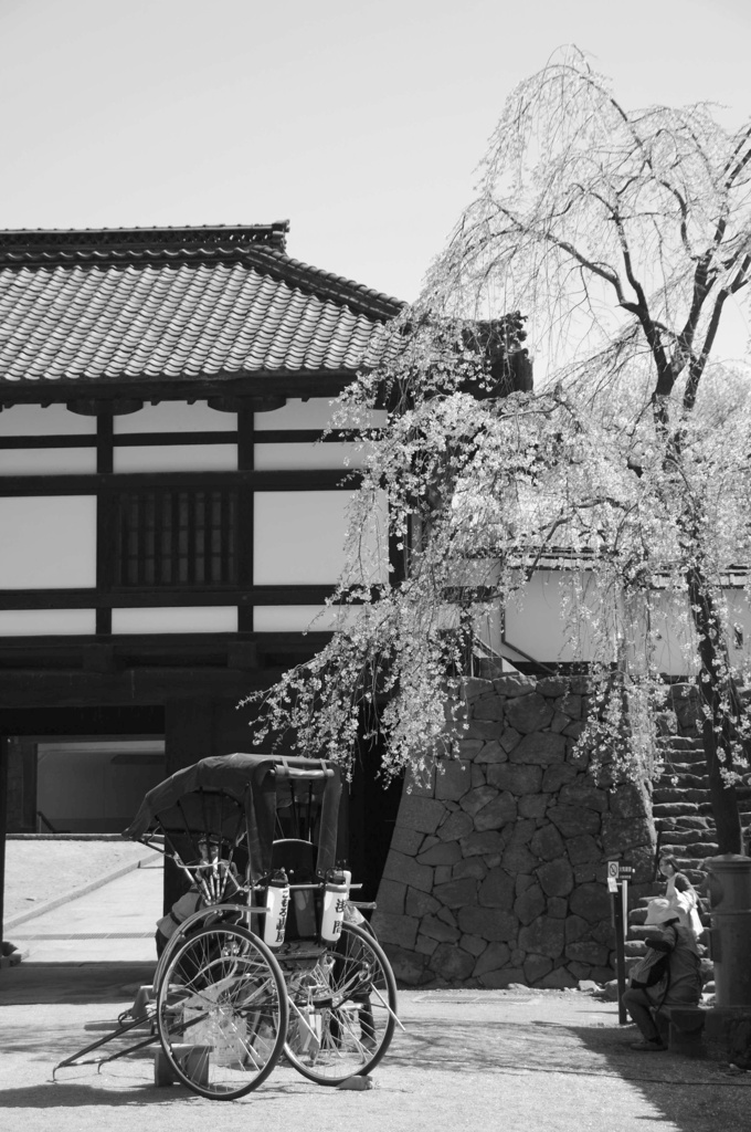 人力車でお花見しませんか？
