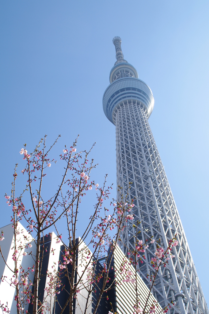 スカイツリー
