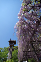 玉敷神社の藤