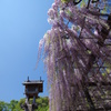 玉敷神社の藤