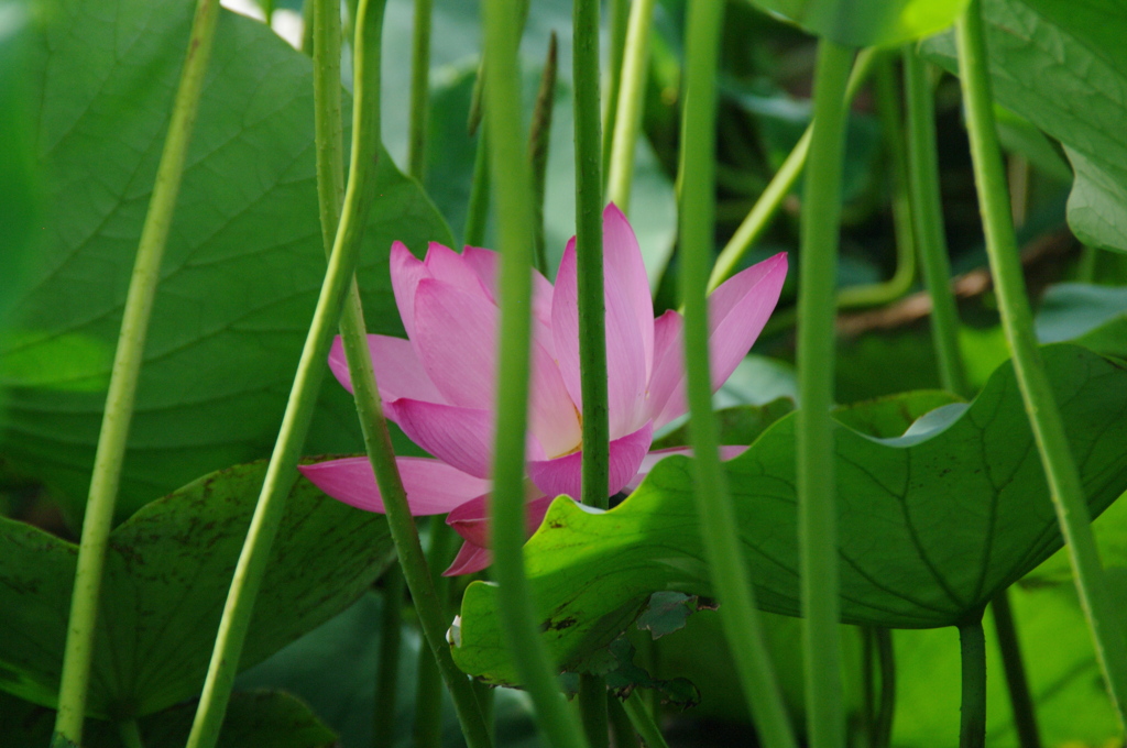 囚われた花