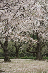 桜絨毯