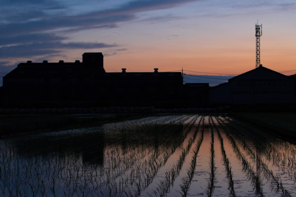夕刻の稲