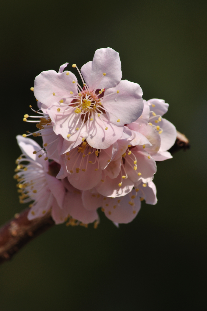 梅の花
