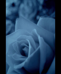 Blue rose