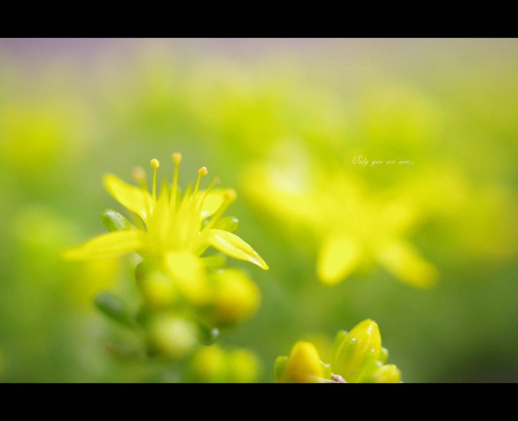 ちっちゃ花