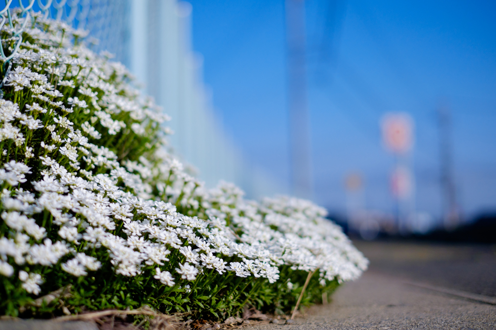 道端の花