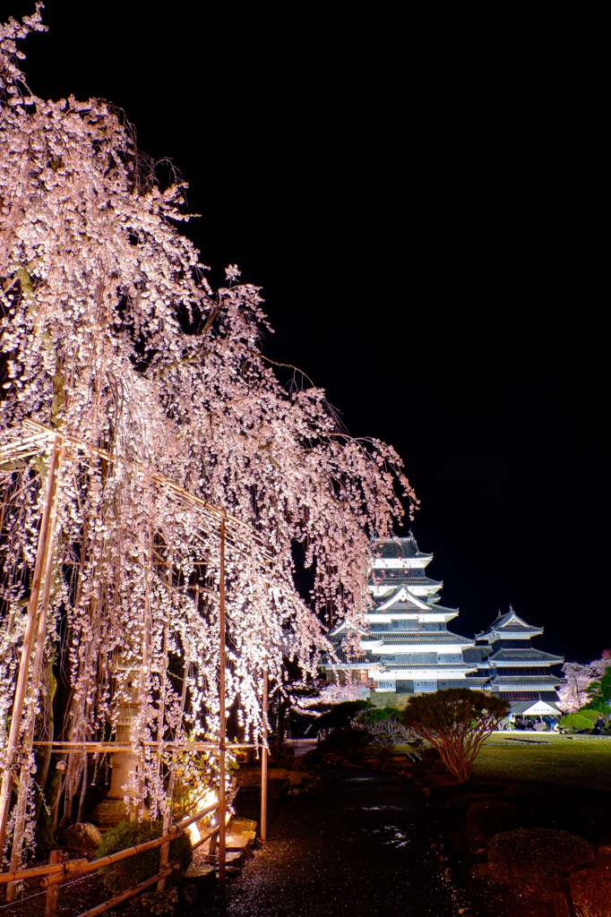 枝垂れ桜