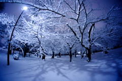 雪纏う桜