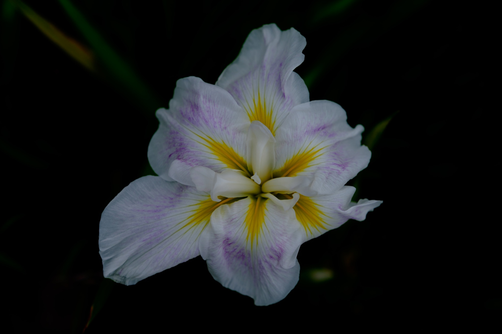 花菖蒲