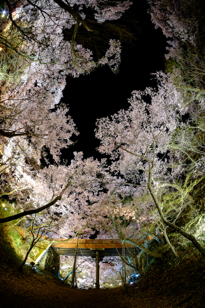 桜雲橋と桜空