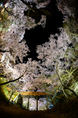 桜雲橋と桜空