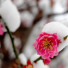 雪と梅