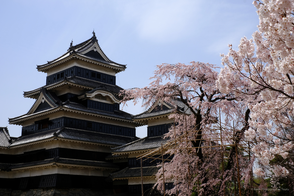 桜競演