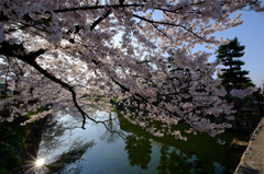 お堀の桜5