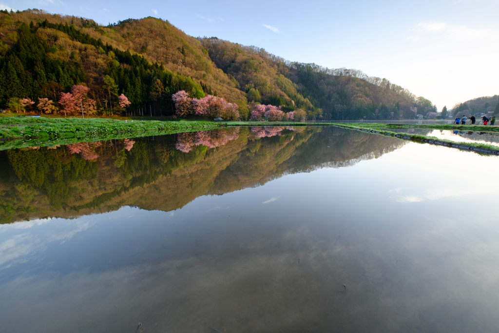 朝日当たる桜とそれを狙うカメラマンたち