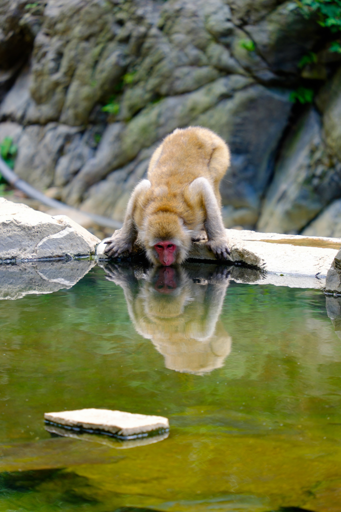 温泉は何味？