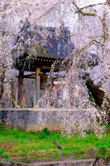 安養寺の桜と鐘