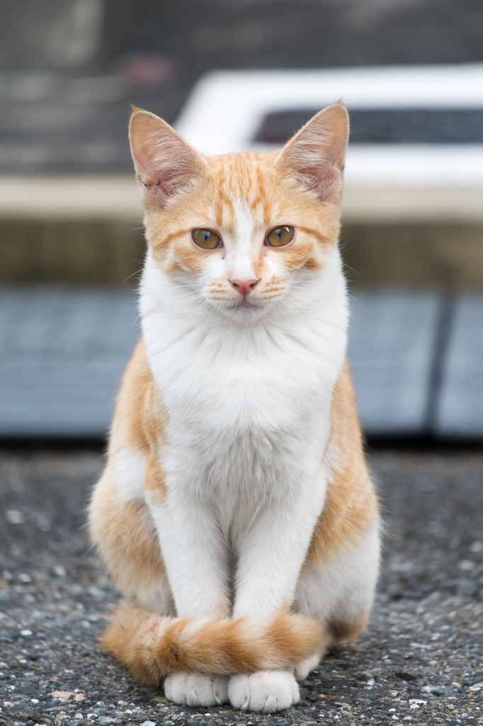 決めポーズをアップで