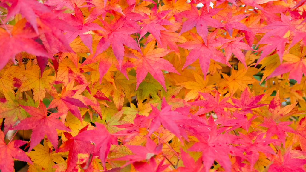 紅色色々