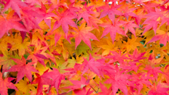紅色色々