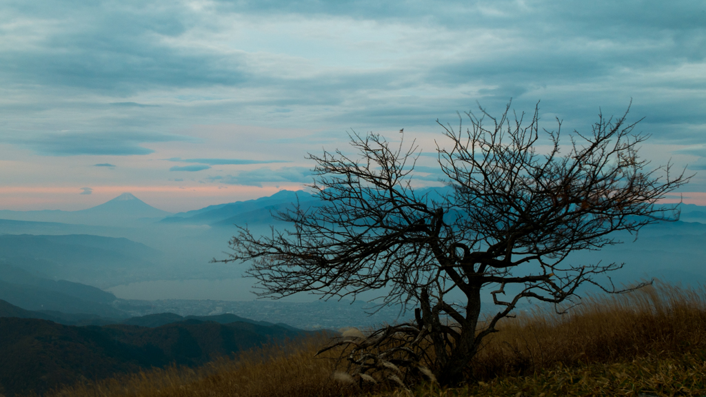 山頂の木と富士山
