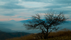 山頂の木と富士山