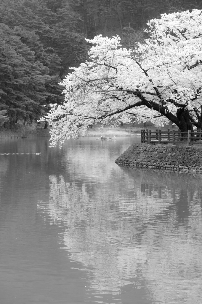 千鹿頭池桜
