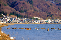 カモの湖上行列