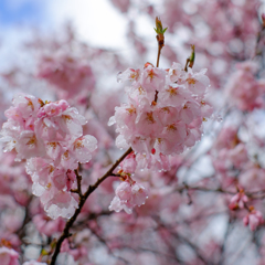 春の記憶：濡れる桜