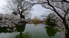 桜越しの埋橋