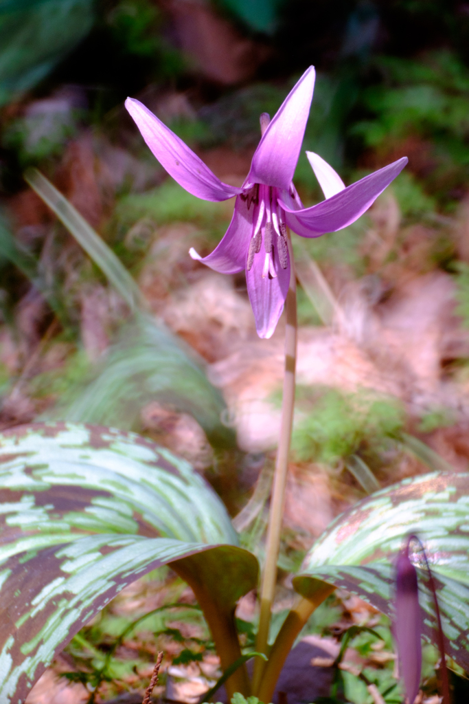 春の記憶：カタクリの花