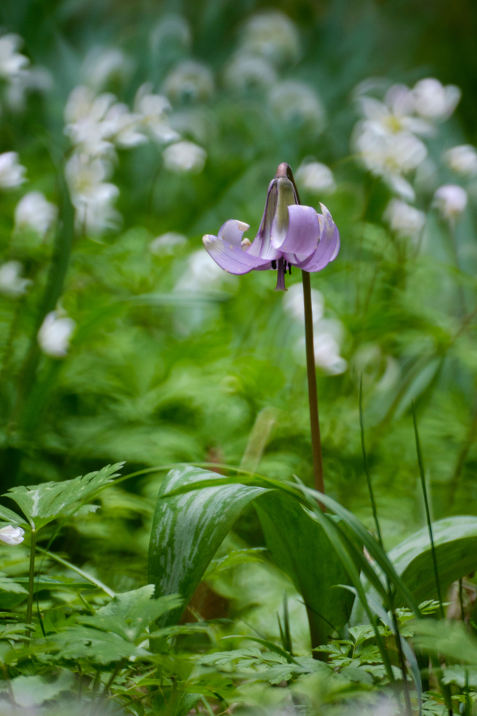 カタクリの花