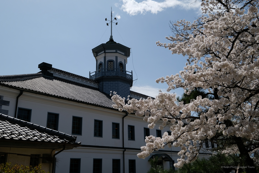 旧開智学校と桜