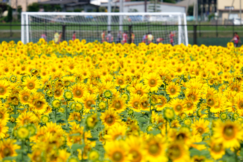 夏の想い出：向日葵とスポーツ