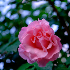 朝の薔薇