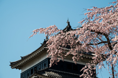 天守閣と桜