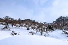 しだれ栗森林公園