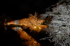 お堀の夜桜